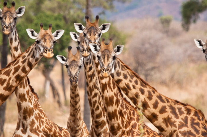 Tour Safari Tanzania del sud e Relax sull’Isola di Mafia