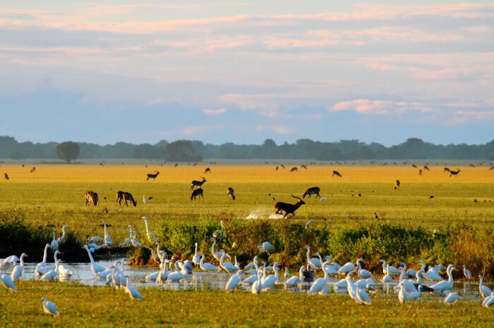 Zambia Safari: Spedizione Wilderness 2025 – Northern Route